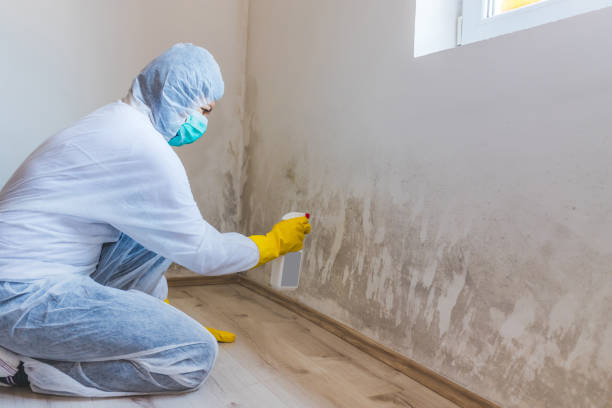 Licensed Mold Remediation service in Salem, NJ - WQB Mold Removal